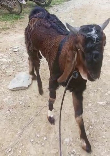 Goat — photo 2