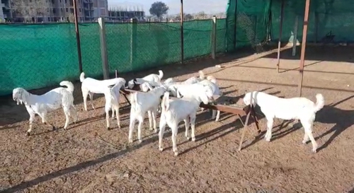 Sojat Goat — photo 2