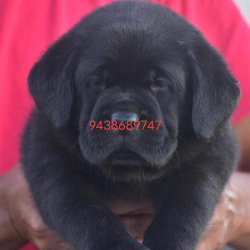 Labra Puppy