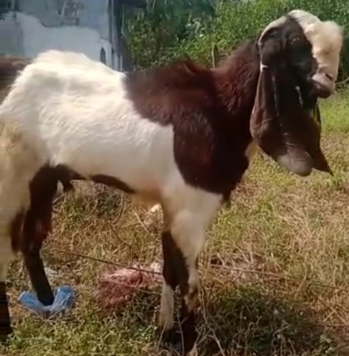 Haydrabadi Goat — photo 2
