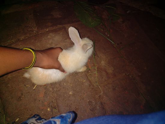 Rabbit — Rabbit baby girl sell, Shankarpur near maujma chok, Shankarpur near maujma chok