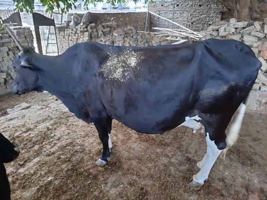 Cow — photo 5