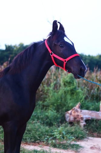 Marwadi Female horse very beautiful — photo 6