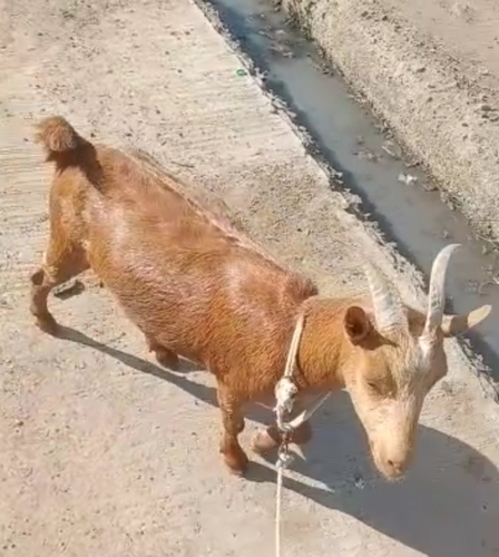 Barbara Goat — photo 3