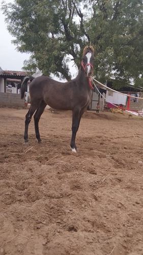 Marwari Horse