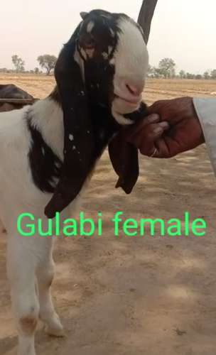 Totapari Goat — photo 3