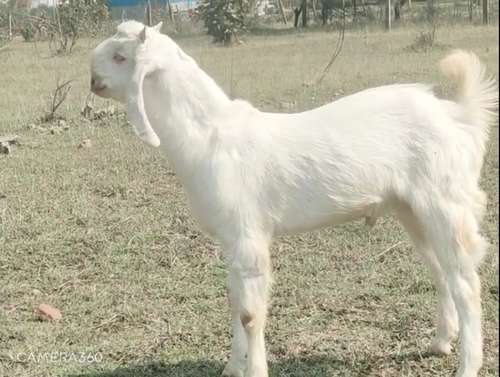 Hansa Goat — photo 3