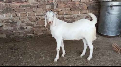 Sojat Goat — photo 2