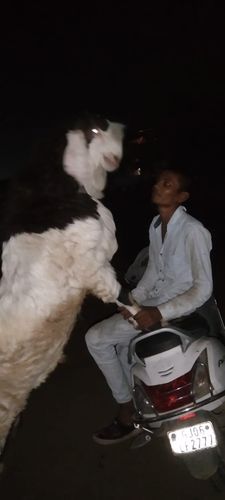 Sojat Goat — photo 5