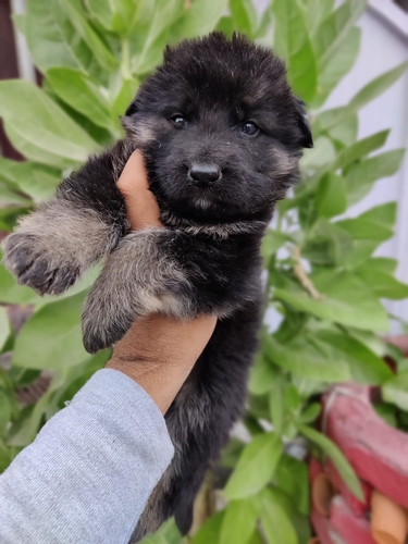 German Shepherd Puppy — photo 2