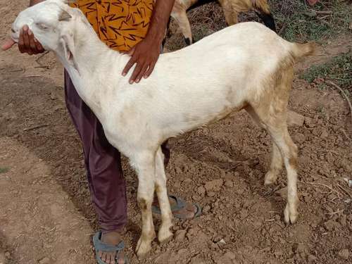 Kota Goat — photo 3
