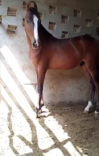 Horse — Horse, Gujarat, India