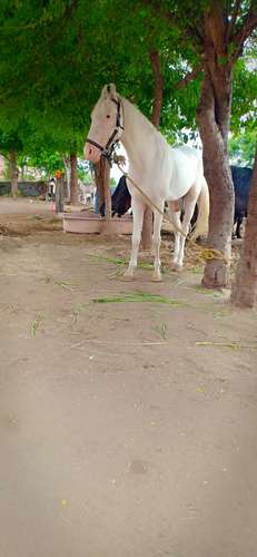 Nukra Horse — photo 4