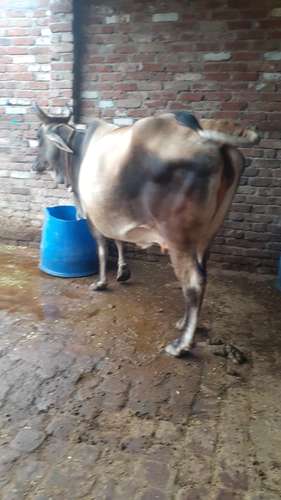Cow