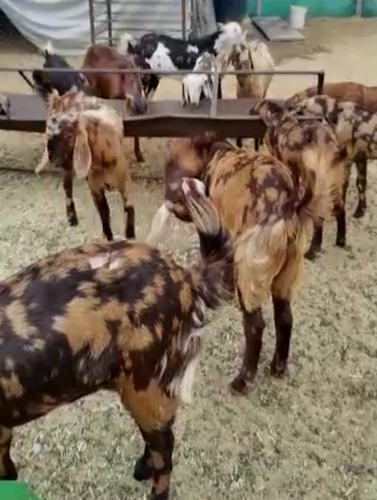 Sirohi Goat — photo 2