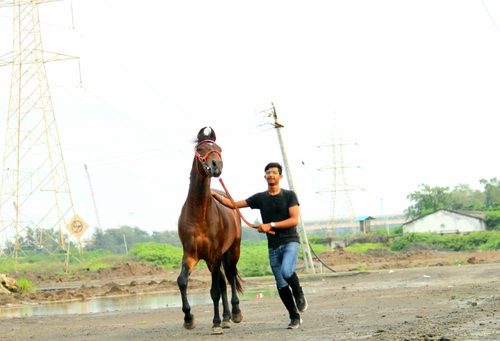Colt Angraj Horse — photo 5