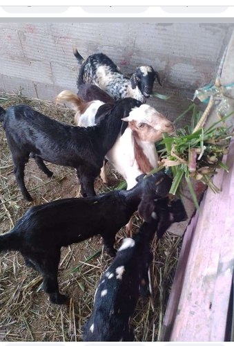 Goat — photo 4