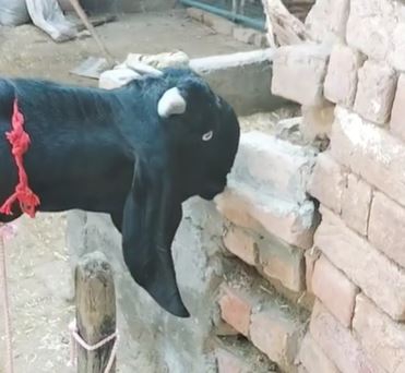 Beetal Goat — photo 4
