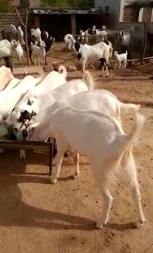 Sojat Goat — photo 4