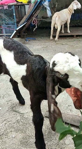 Jamnapari male goat — photo 2