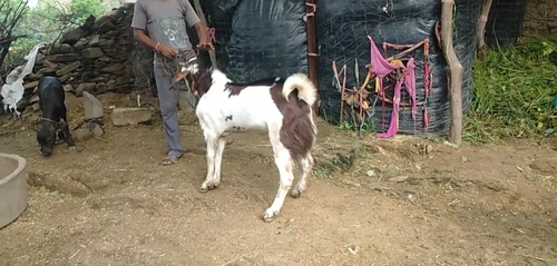 Goat — photo 6