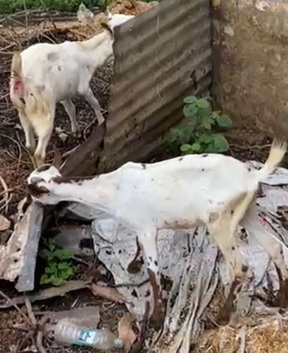 Barbari Goat — photo 2