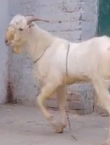 Barbara — photo 4