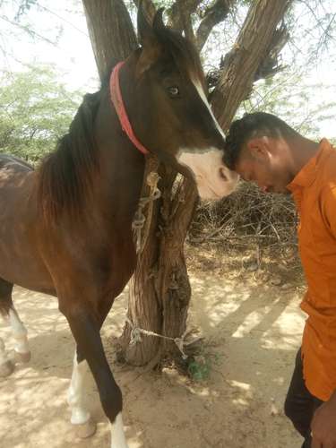 Marwadi & Sindhi Mix Horse — photo 5