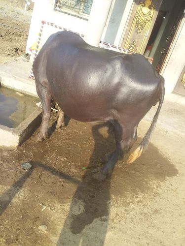 Pregnent Buffalo — photo 5