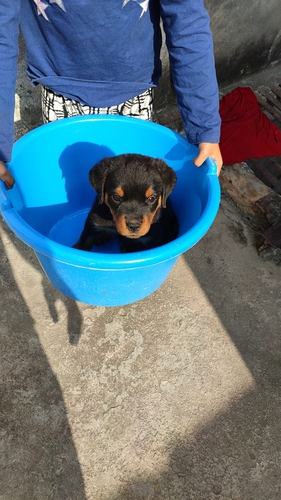 Rottweiler Puppy