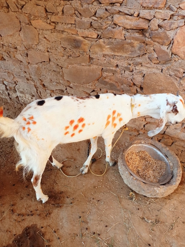 Totapuri Bakra — photo 2