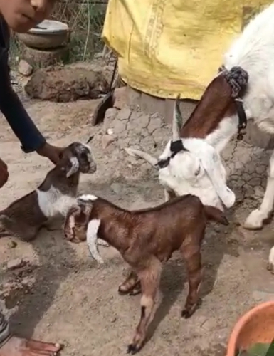 Jamunapari Goat — photo 2