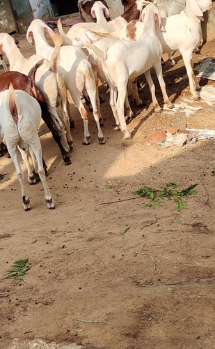Goat — photo 5