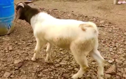 Goat — photo 2
