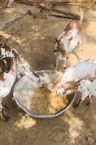 Barbari goats — photo 4