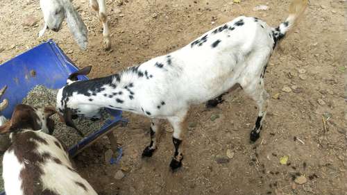 Barbari pure breed Goat — photo 2
