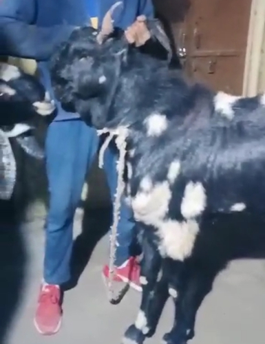 Kota Goat