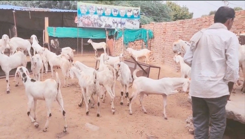 Gujri goat — photo 2