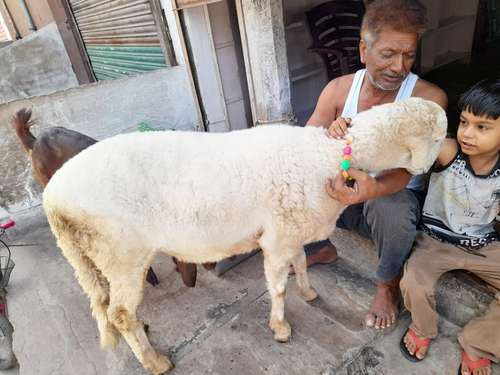 Sheep (bhed) — photo 3