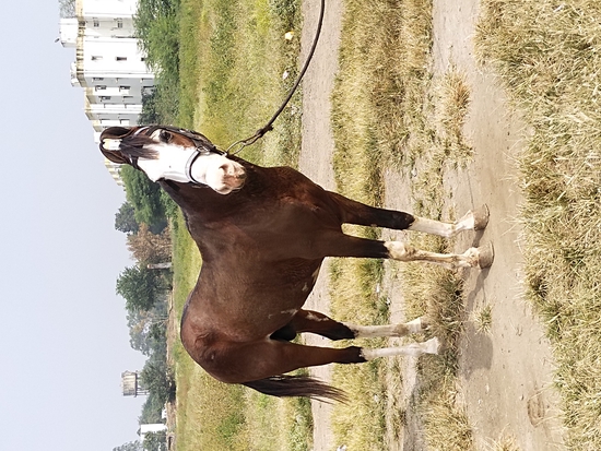 Marwadi horses for sale — photo 2