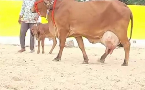 Gir cow