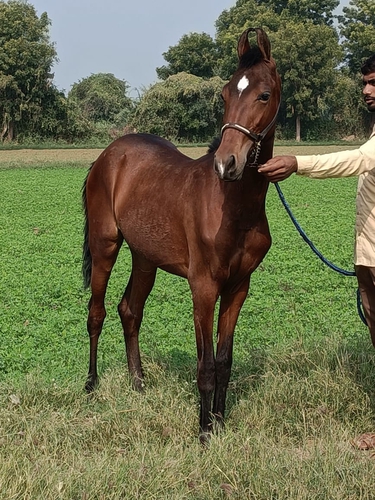 Marwari Horse — photo 5