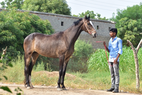 Marwari Mare — photo 5