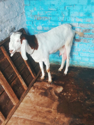 Sojat Female goat — photo 2