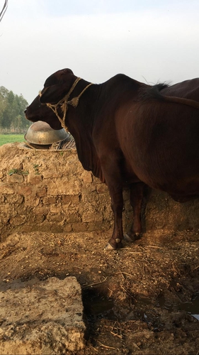 Cow — Cow for sale in Mahmudabad, Sitapur, India
