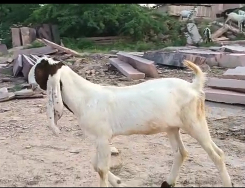 Hyderabadi, Totapari Goat — photo 2