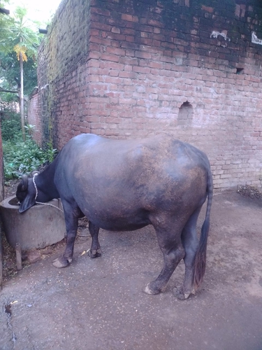 Murraha Buffalo — photo 2