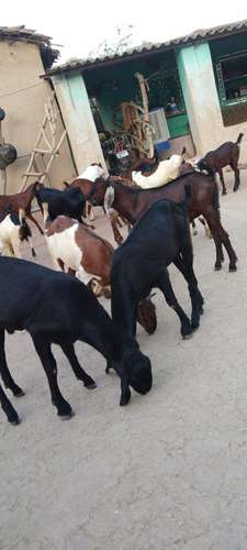 Goat — photo 2