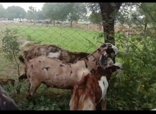Sirohi Goat — photo 4