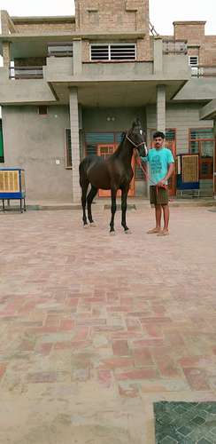 Horse suraj da baccha rajasthani — photo 2